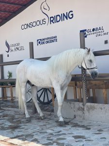 Coterapeuta Centro Holistico
