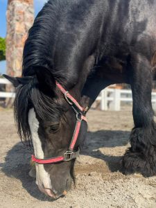 Coterapeuta Centro Holistico