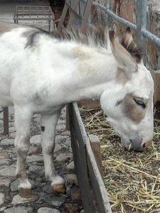 Granja Centro Holístico