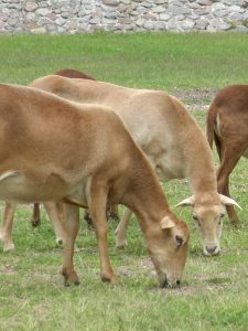 Granja Centro Holístico