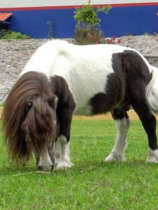 Granja Centro Holístico