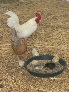 Granja Centro Holístico