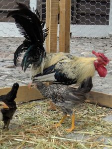 Granja Centro Holístico