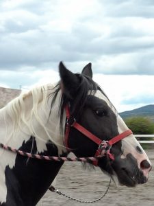 Coterapeuta Centro Holistico