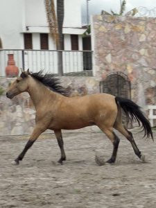 Coterapeuta Centro Holistico