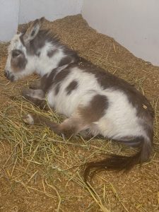 Granja Centro Holístico