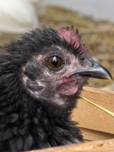 Granja Centro Holístico