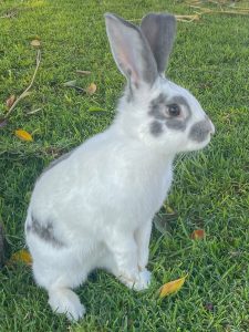 Granja Centro Holístico