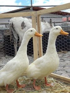 Granja Centro Holístico