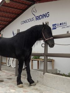 Coterapeuta Centro Holistico